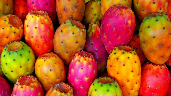 Production prickly pear figue de barbarie